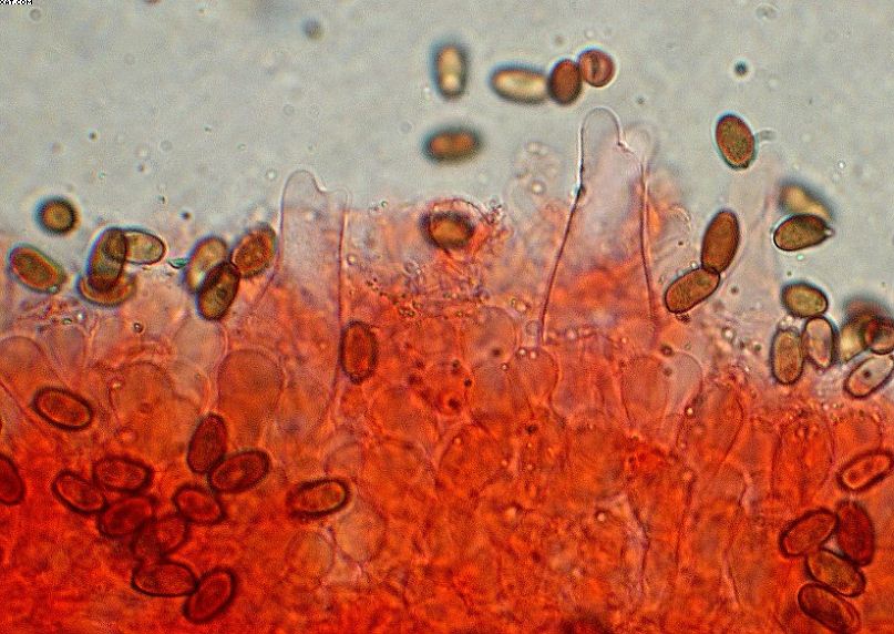 Oltingue  ( FRA )    24. Aprile 2005